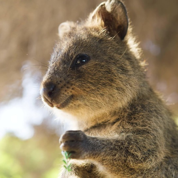 Quokkas – die fröhlichsten Tiere der Welt?