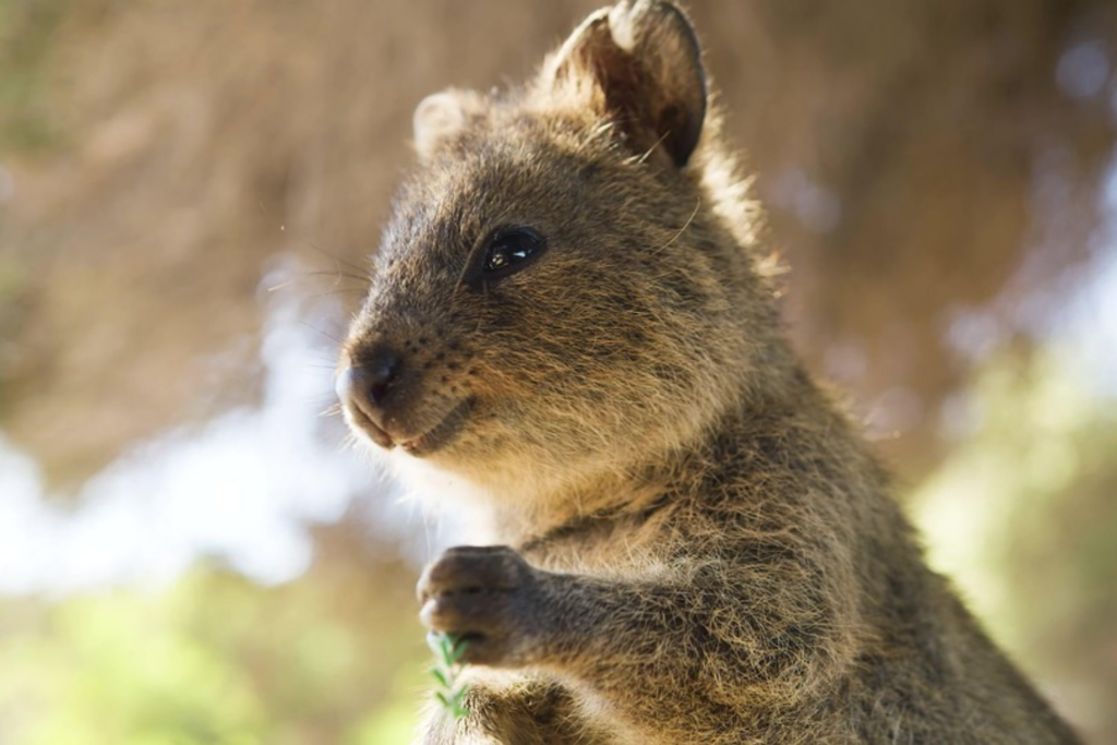 Quokkas – die fröhlichsten Tiere der Welt?