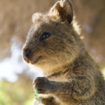 Quokkas – die fröhlichsten Tiere der Welt?