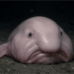 Das hässlichste Tier der Welt: Der Blobfisch