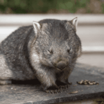 Wombat- das Tier, welches niemand kennt?