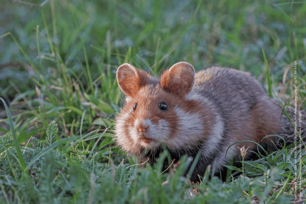 Der süße Hamster – Was braucht er?