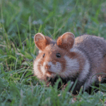 Der süße Hamster – Was braucht er?