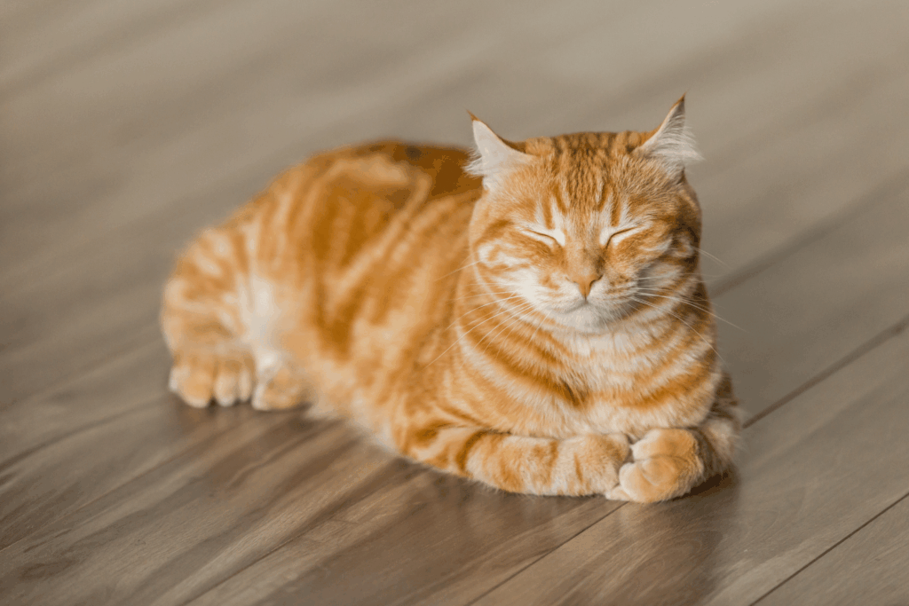 Die flauschige Hauskatze