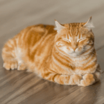 Die flauschige Hauskatze